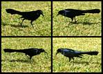 (14) crow montage.jpg    (1000x720)    528 KB                              click to see enlarged picture